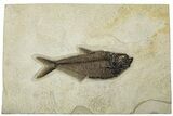 Detailed Fossil Fish (Diplomystus) - Wyoming #203212-1